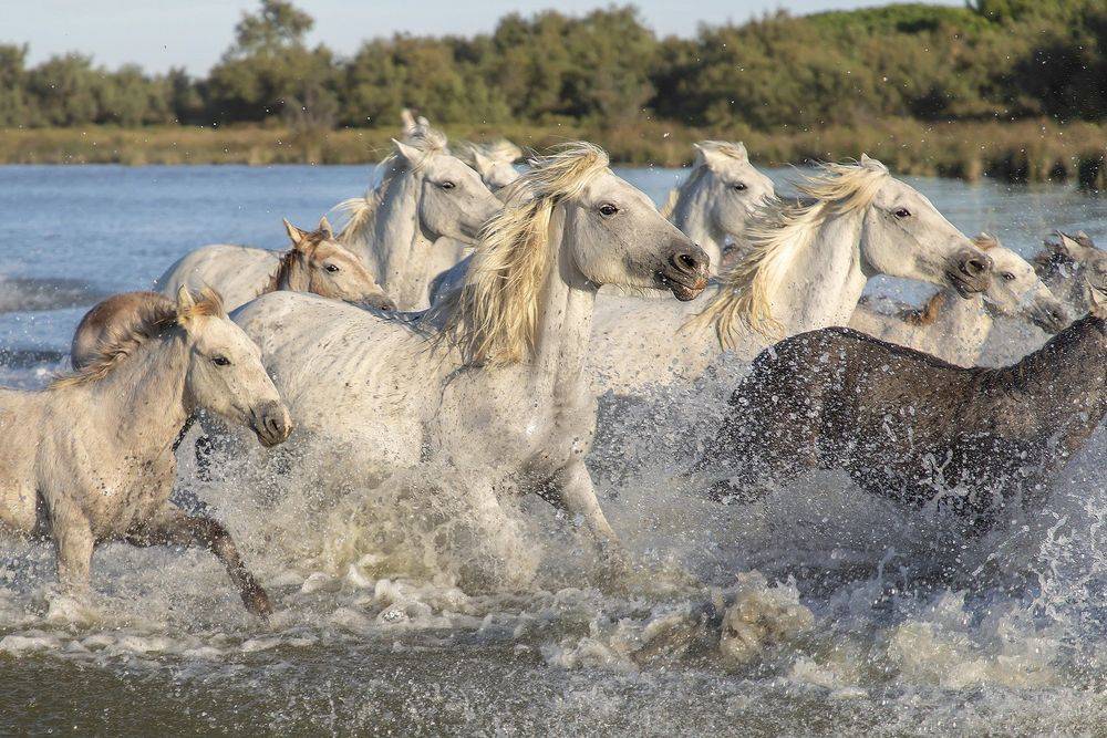 Les chevaux de Camargue, élevés en semi-liberté.