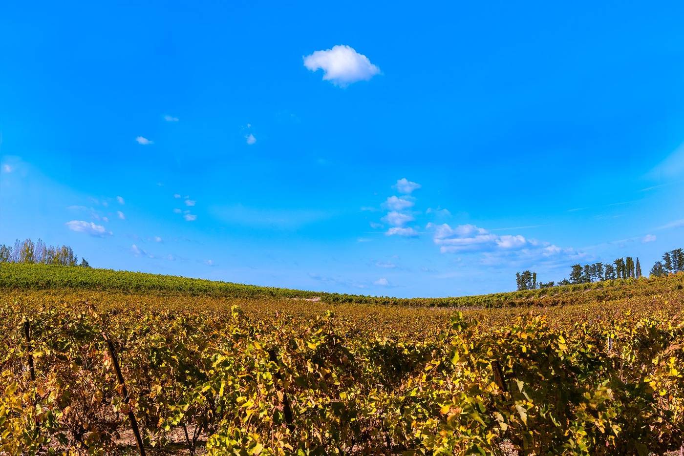 Saveurs & terroir