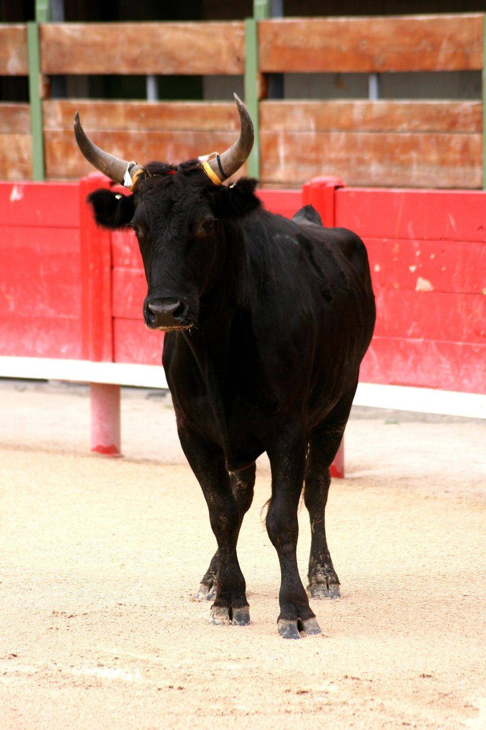 Le taureau de Camargue, au cœur des traditions.